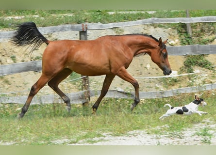 Volbloed Arabier, Merrie, 2 Jaar, 153 cm, Roodbruin