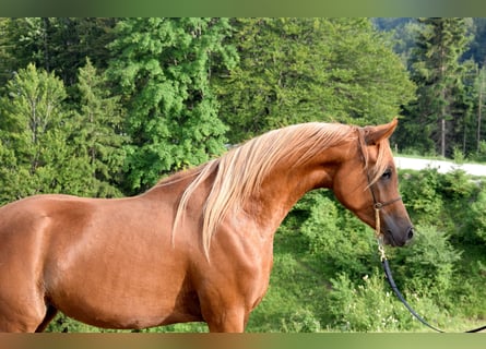 Volbloed Arabier, Merrie, 2 Jaar, 156 cm, Donkere-vos