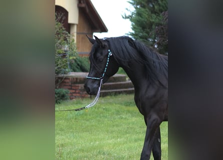 Volbloed Arabier, Merrie, 2 Jaar, 156 cm, Zwart
