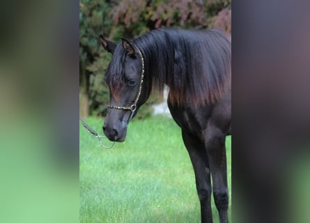 Volbloed Arabier, Merrie, 2 Jaar, 157 cm, Zwart