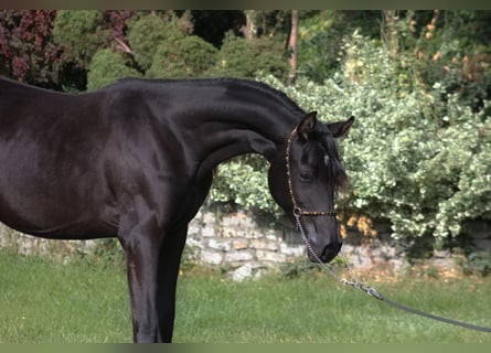 Volbloed Arabier, Merrie, 2 Jaar, 157 cm, Zwart