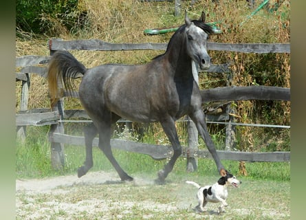 Volbloed Arabier, Merrie, 3 Jaar, 150 cm, Schimmel