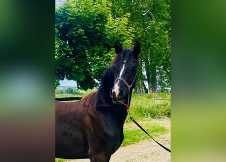 Volbloed Arabier, Merrie, 3 Jaar, 152 cm, Zwart