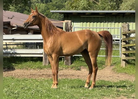 Volbloed Arabier, Merrie, 3 Jaar, 154 cm, Vos