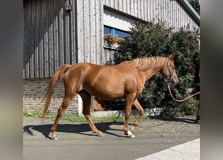 Volbloed Arabier, Merrie, 3 Jaar, 155 cm, Vos