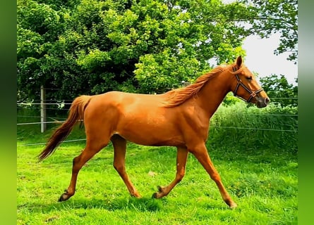 Volbloed Arabier Mix, Merrie, 3 Jaar, 156 cm, Vos