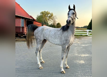 Volbloed Arabier, Merrie, 3 Jaar, 157 cm, Schimmel