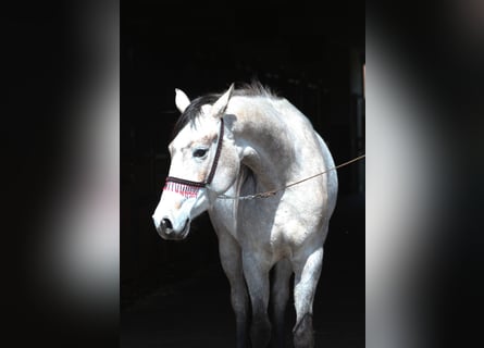 Volbloed Arabier, Merrie, 3 Jaar, 160 cm, Schimmel