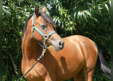 Volbloed Arabier, Merrie, 4 Jaar, 153 cm, Bruin