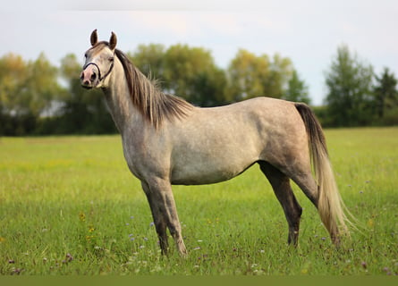 Volbloed Arabier, Merrie, 4 Jaar, 154 cm, Schimmel