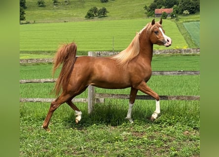 Volbloed Arabier, Merrie, 4 Jaar, 155 cm, Vos