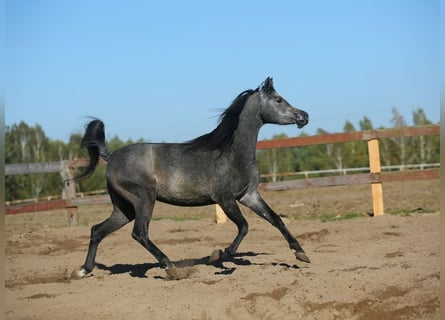 Volbloed Arabier, Merrie, 4 Jaar, Schimmel