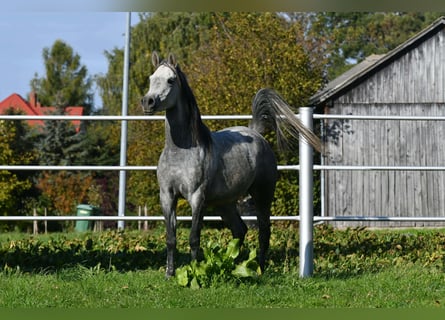 Volbloed Arabier, Merrie, 5 Jaar, 150 cm, Schimmel