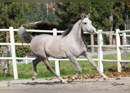 Volbloed Arabier, Merrie, 5 Jaar, 154 cm, Schimmel