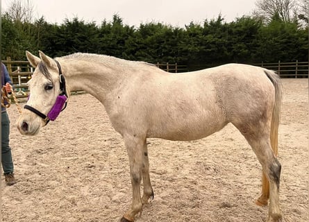 Volbloed Arabier, Merrie, 5 Jaar, 154 cm, Schimmel