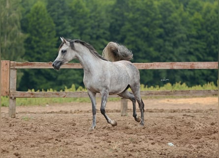 Volbloed Arabier, Merrie, 5 Jaar, Schimmel