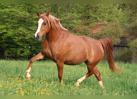 Volbloed Arabier, Merrie, 6 Jaar, 154 cm, Vos