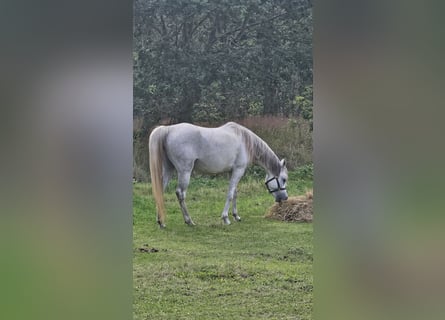 Volbloed Arabier, Merrie, 6 Jaar, Schimmel