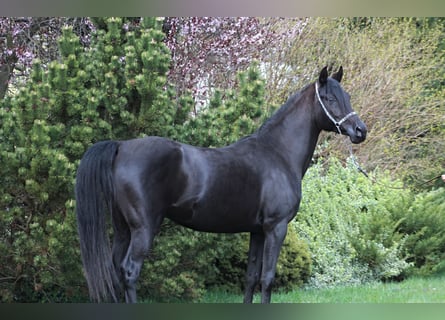 Volbloed Arabier, Merrie, 7 Jaar, 150 cm, Zwart