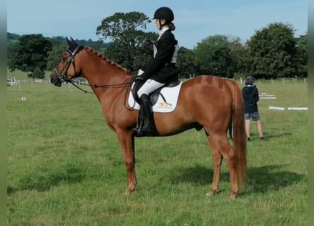 Volbloed Arabier, Merrie, 7 Jaar, 152 cm, Donkere-vos