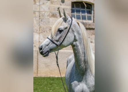 Volbloed Arabier, Merrie, 7 Jaar, Schimmel