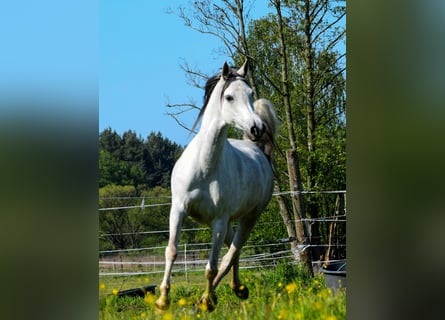 Volbloed Arabier, Merrie, 8 Jaar, 152 cm, Schimmel