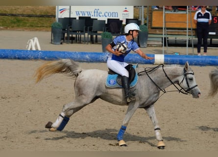Volbloed Arabier, Merrie, 9 Jaar, 147 cm, Schimmel