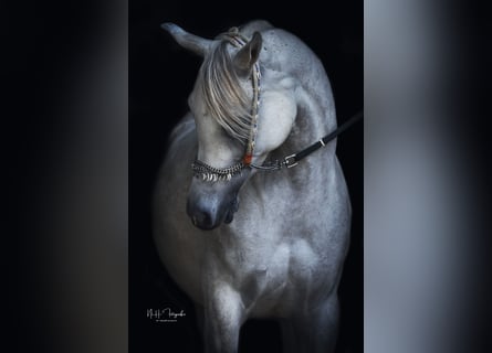 Volbloed Arabier, Merrie, 9 Jaar, 152 cm, Vliegenschimmel