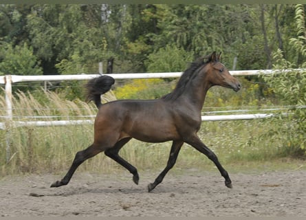 Volbloed Arabier, Merrie, Veulen (02/2025), Bruin