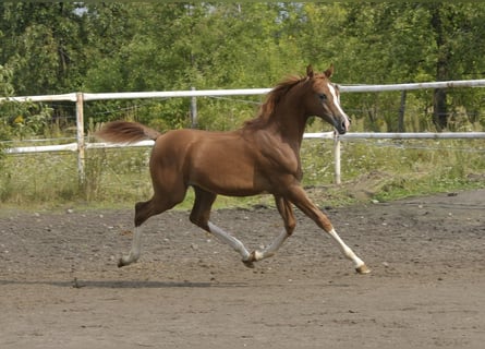 Volbloed Arabier, Merrie, Veulen (03/2025), Vos