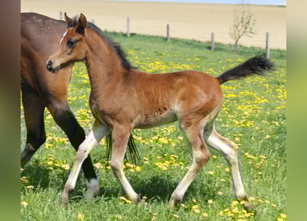 Volbloed Arabier, Merrie, Veulen (02/2026), Zwartbruin