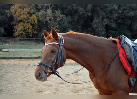 Volbloed Arabier, Ruin, 10 Jaar, 148 cm, Vos