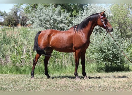 Volbloed Arabier, Ruin, 15 Jaar, 152 cm, Roodbruin