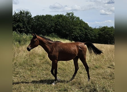 Volbloed Arabier, Ruin, 1 Jaar, 165 cm, Bruin