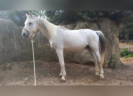 Volbloed Arabier, Ruin, 20 Jaar, Schimmel