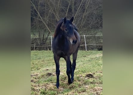 Volbloed Arabier, Ruin, 2 Jaar, 154 cm, Schimmel