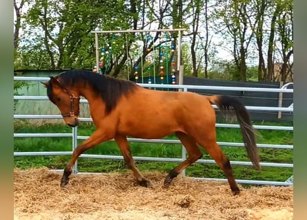 Volbloed Arabier Mix, Ruin, 2 Jaar, 155 cm, Bruin