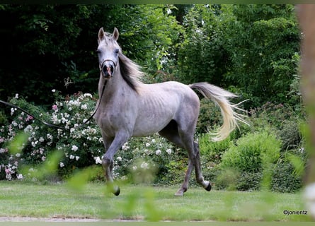 Volbloed Arabier, Ruin, 3 Jaar, 150 cm