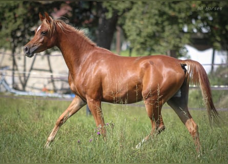 Volbloed Arabier, Ruin, 3 Jaar, 153 cm, Vos