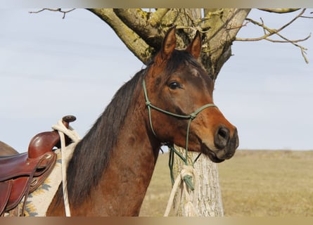 Volbloed Arabier, Ruin, 3 Jaar