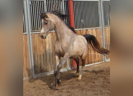 Volbloed Arabier, Ruin, 4 Jaar, 153 cm, Brown Falb schimmel