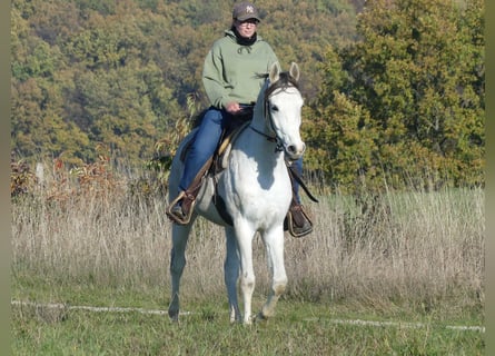 Volbloed Arabier, Ruin, 4 Jaar, 155 cm, Schimmel