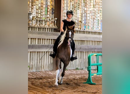 Volbloed Arabier, Ruin, 4 Jaar, 158 cm, Tobiano-alle-kleuren