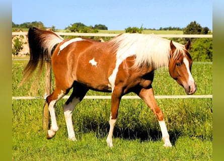 Volbloed Arabier, Ruin, 4 Jaar, 158 cm, Tobiano-alle-kleuren