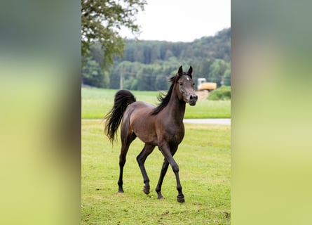 Volbloed Arabier, Ruin, 5 Jaar, 152 cm, Zwart
