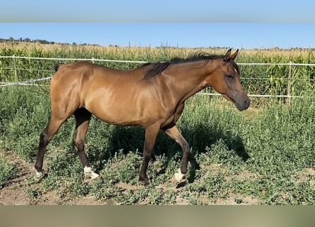 Volbloed Arabier, Ruin, 5 Jaar, 154 cm, Bruin