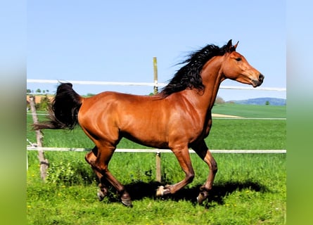 Volbloed Arabier, Ruin, 5 Jaar, 155 cm, Bruin