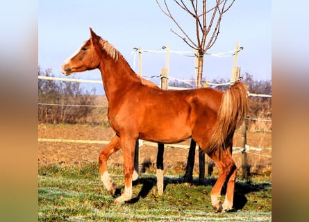 Volbloed Arabier, Ruin, 5 Jaar, 160 cm, Vos