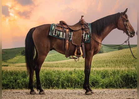 Volbloed Arabier, Ruin, 7 Jaar, 150 cm, Roodbruin