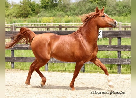 Vollblutaraber, Hengst, 10 Jahre, 160 cm, Fuchs